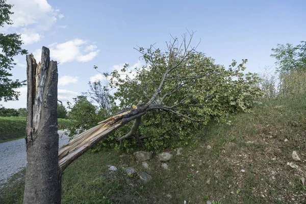 Un árbol roto por el viento — Foto de Stock