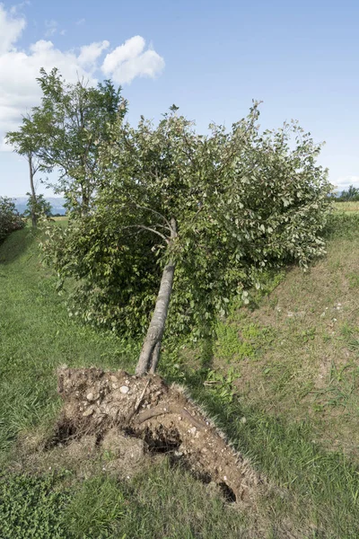 Un árbol roto por el viento — Foto de Stock