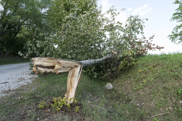 Rüzgarla kırılan bir ağaç