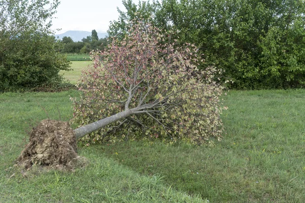 Un árbol roto por el viento — Foto de Stock
