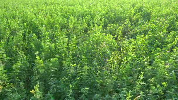 The alfalfa crop — Stock Video