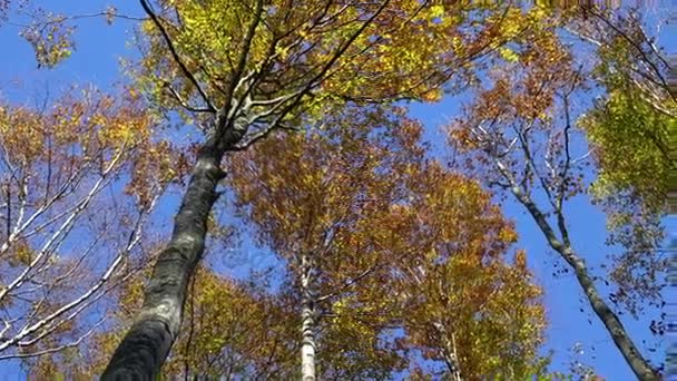 Δέντρα το φθινόπωρο — Αρχείο Βίντεο