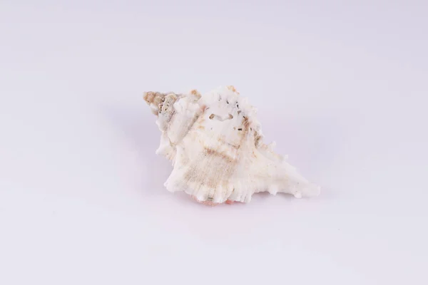 Een kleine shell — Stockfoto