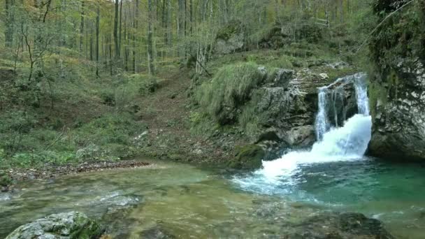 Le ruisseau dans le bois — Video