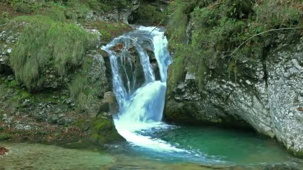 Un ruscello cade nel bosco — Video Stock