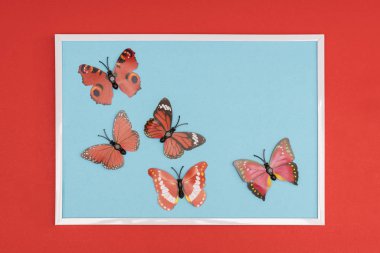 Dekoratif kelebek renkli bir arka plan üzerinde beyaz bir çerçeve içinde