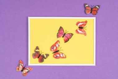 Dekoratif kelebek renkli bir arka plan üzerinde beyaz bir çerçeve içinde