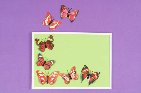 Dekorativa Fjärilar Vit Ram Färgad Bakgrund — Stockfoto
