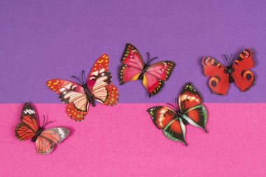 Dekoratif kelebek renkli bir arka plan üzerinde beyaz bir çerçeve içinde