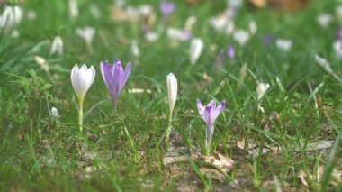 Kış sonunda bir çayır bitkisi çiçek.