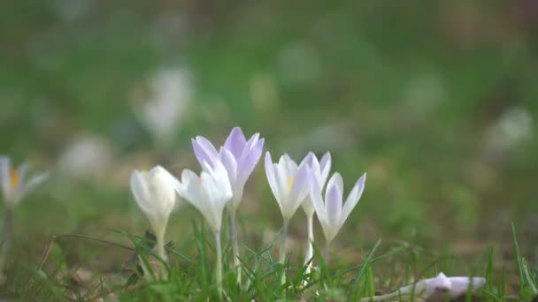 Crocus Bloeien Een Weiland Aan Het Eind Van Winter — Stockvideo