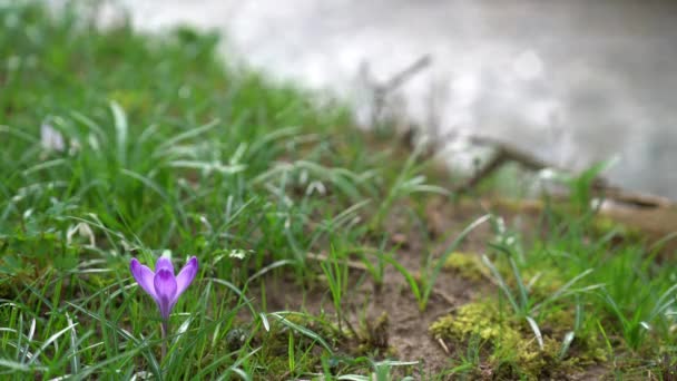 Crocus Virágzik Rét Tél Végén — Stock videók