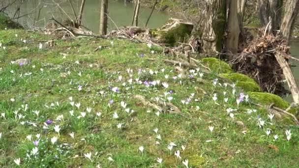 冬の終わりに草原のクロッカスの花 — ストック動画