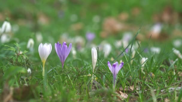 Krokusblüte Auf Einer Wiese Ende Des Winters — Stockvideo