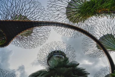 Supertree Grove garden in Singapor