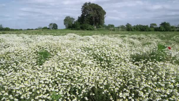 Ein Feld Mit Kamillenblüten Frühling — Stockvideo