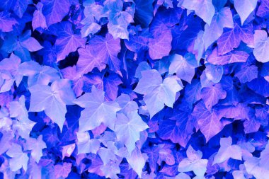 Doğal yapraklar modaya uygun neon renklerde.