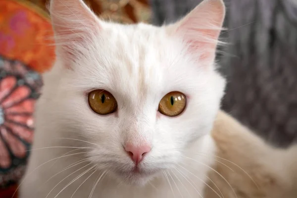 Красива Пухнаста Біла Кішка Спирається Сірий Диван Біля Помаранчевої Подушки — стокове фото