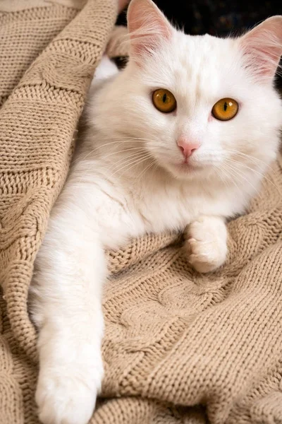 Entzückend Flauschiges Weißes Kätzchen Liegt Auf Einer Strickdecke Kuscheliges Wochenendhauskonzept — Stockfoto