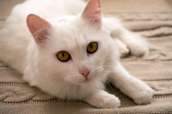Rozkošné Načechrané Bílé Kotě Leží Pletenou Deku Útulné Domácí Víkendy — Stock fotografie