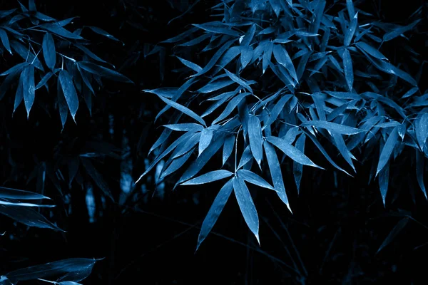 Rama Bambú Hojas Color Azul Oscuro Tonificado — Foto de Stock