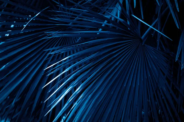 Primer Plano Hojas Palma Textura Tonificada Color Azul Clásico —  Fotos de Stock