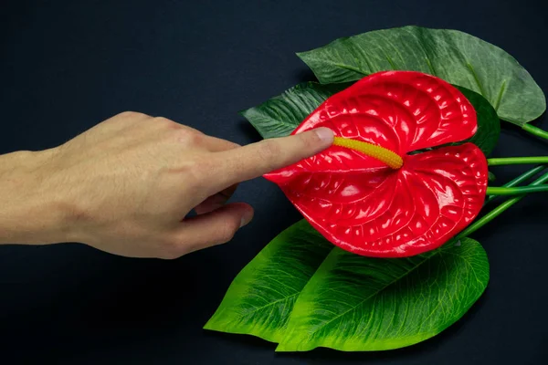 Mano Masculina Borrosa Toca Una Flor Tropical Roja Sobre Fondo — Foto de Stock