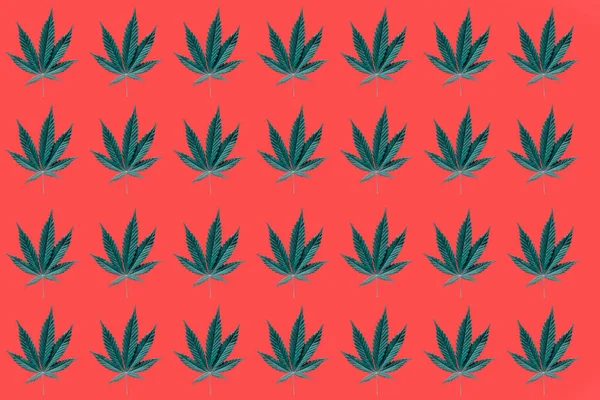 Motif Feuilles Cannabis Sur Fond Rouge — Photo