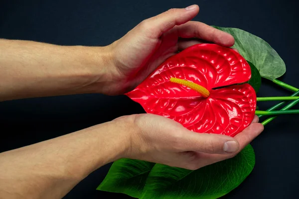 Blurred Male Hand Touches Red Tropical Flower Black Background — Stock Photo, Image