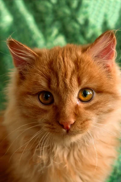 Close Schattig Pluizig Rood Kat Een Groene Achtergrond — Stockfoto