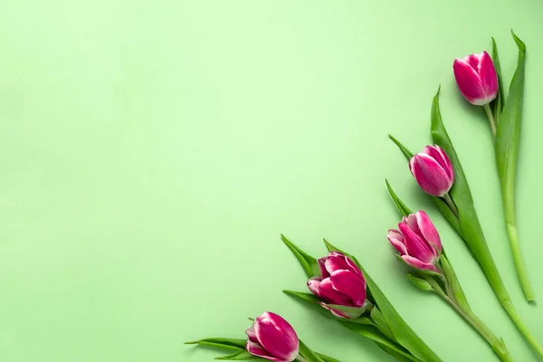 Horní Pohled Pět Tulipánů Rám Měkkém Zeleném Pozadí Kopírovacím Prostorem — Stock fotografie
