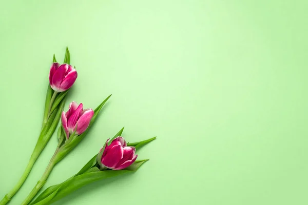 Horní Pohled Tři Tulipány Měkkém Zeleném Pozadí Kopírovacím Prostorem — Stock fotografie