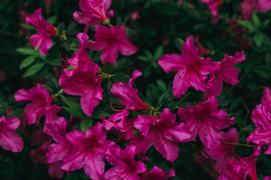 Pembe çiçekli çalılık. Basit doğal arka plan.