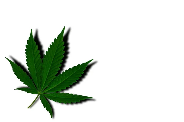 Zöld Cannabis Levél Elszigetelt Fehér Alapon — Stock Fotó
