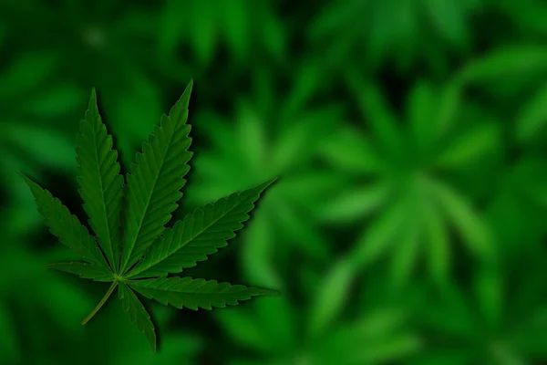 Cannabis Groen Blad Een Donkere Achtergrond Van Marihuana Planten Plaats — Stockfoto