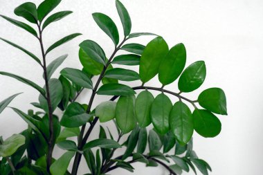 close up green plant branches clipart