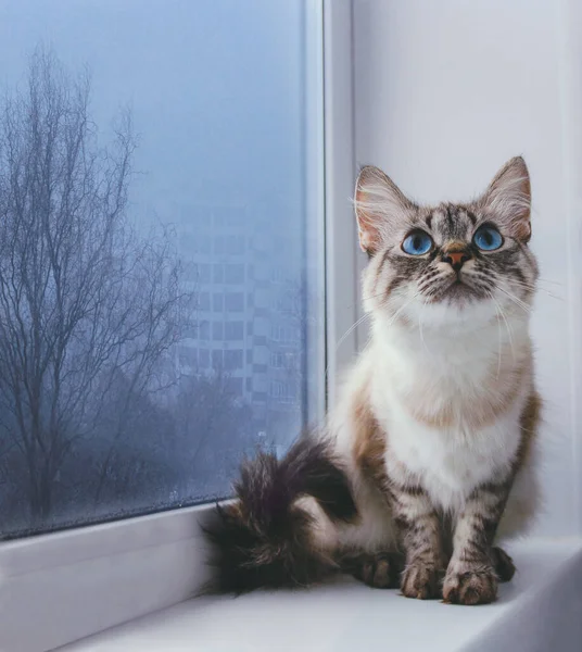 可爱的绒毛猫 蓝眼睛 坐在窗台上 背景是朦胧的城市景观 寒冷的雨天概念 — 图库照片