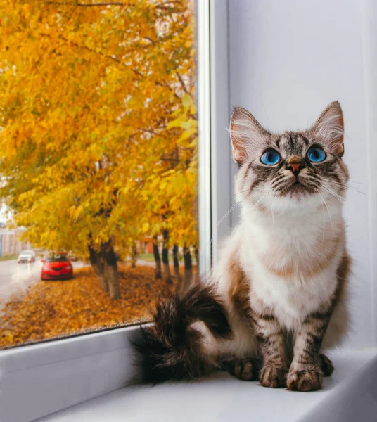 可爱的绒毛猫 蓝眼睛坐在窗台上 背景是金黄的秋天树 — 图库照片