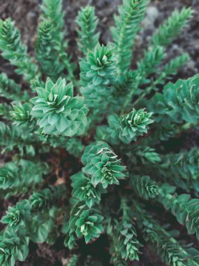 Üst görünüm yeşil fabrika seçici bir arkaplan odağı için kapalı