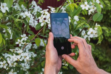 Baharda çiçek açan elma ağacının fotoğrafını çekmek için elinde akıllı bir telefon tutan adam.