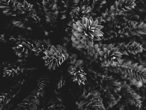 Vista Superior Monocromo Negro Planta Abstracto Natural Floral Negro Fondo — Foto de Stock