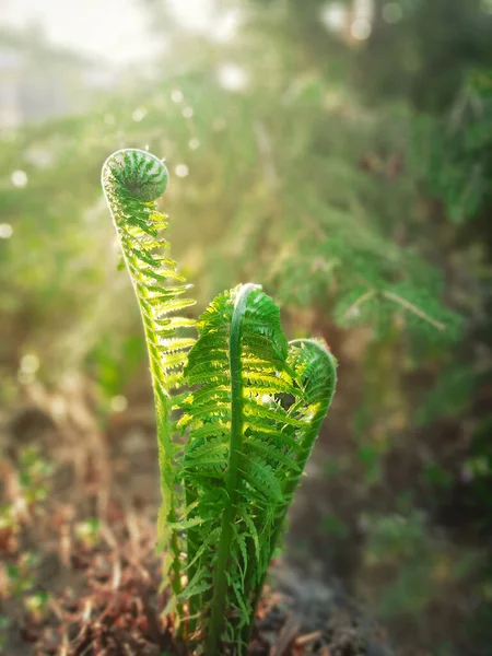 Όμορφο Νεαρό Φυτό Φτέρη Μια Ηλιόλουστη Μέρα Στο Δάσος — Φωτογραφία Αρχείου