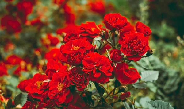 Κοντά Στο Κόκκινο Τριαντάφυλλο Μπουμπούκια Ανθίζοντας Κόκκινο Τριαντάφυλλο Θάμνος Στον — Φωτογραφία Αρχείου