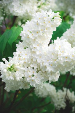 Bahçedeki beyaz leylak demetini kapat.