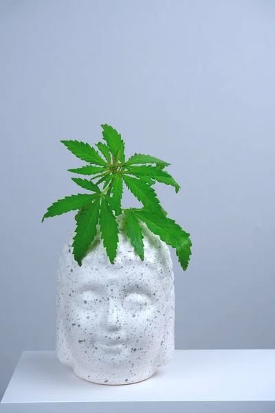 White Buddha\'s head with green marijuana leaves on a gray background