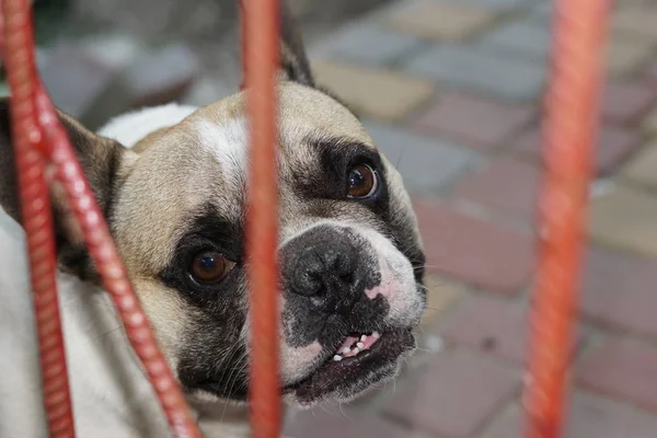Köpek parmaklıklar arkasında. Muhafaza-in hayvan