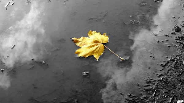 Feuille Automne Jaune Dans Une Flaque Eau — Photo