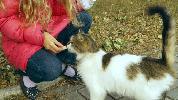 Kız bir yerli kedi besleme