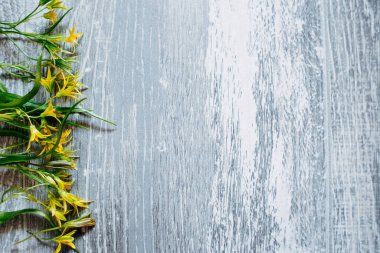 Sarı bahar çiçekleri gri ahşap arka planda yatar. metin için yer