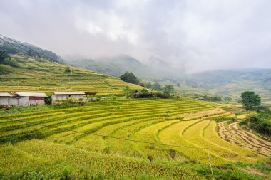 Sis Dağı'nda Sa Pa, Vietnam üzerinde yeşil pirinç terasları